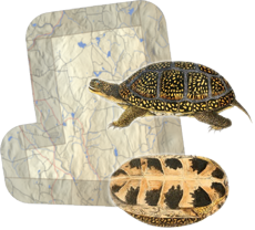 Map of Mason and Blandings Turtle